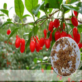 Chinese Natural Red Goji Seeds For planting